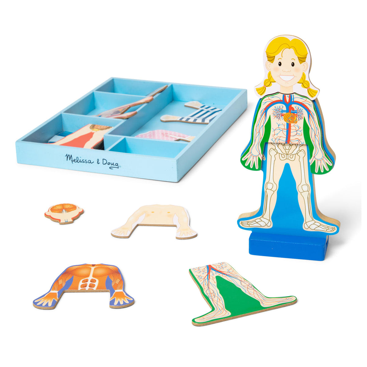 Magnetic Human Body Play Set X1