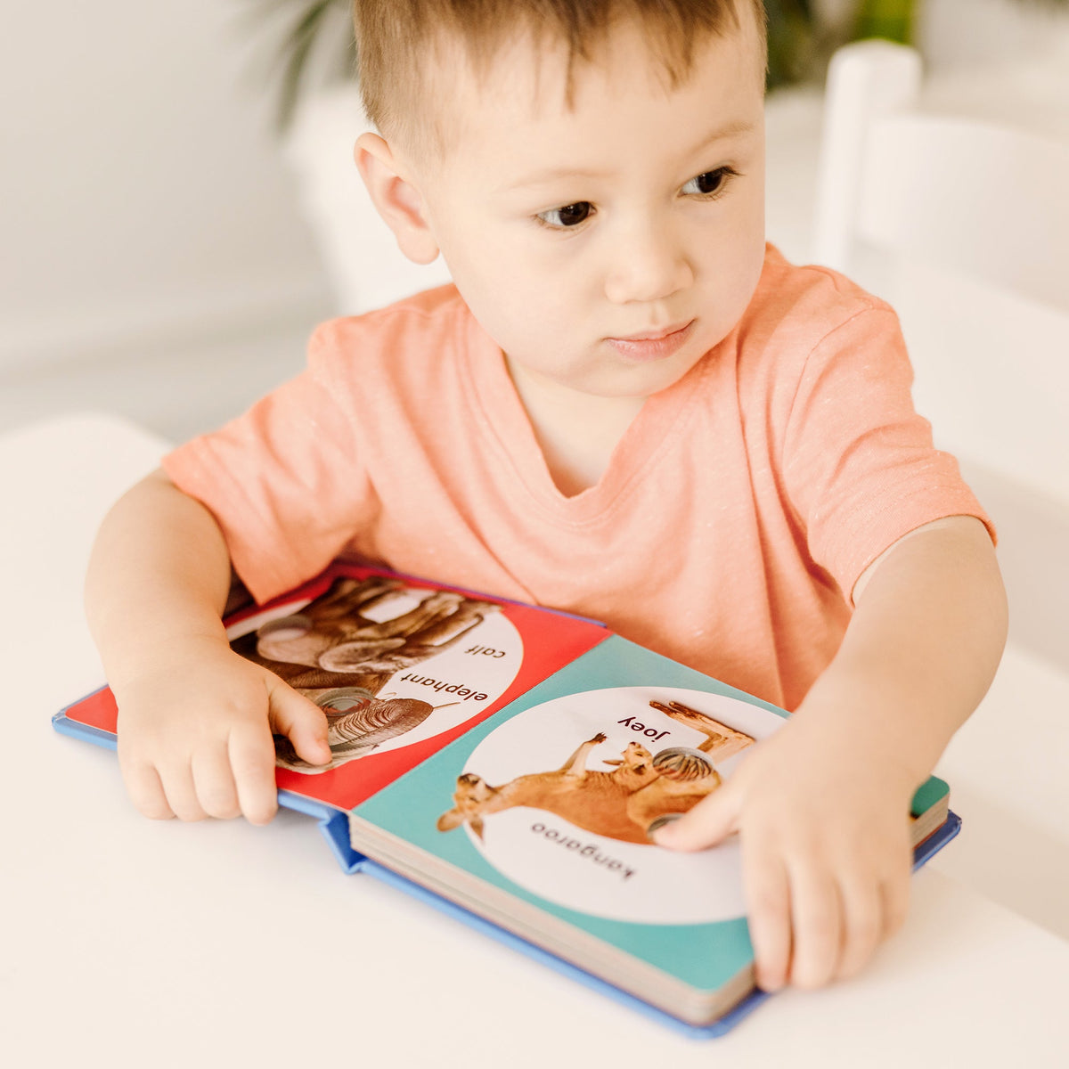 Poke-a-Dot: Wild Animal Families Board Book N6